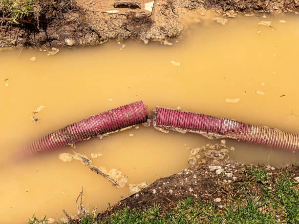 Best Carpet water damage restoration  in Morse, LA